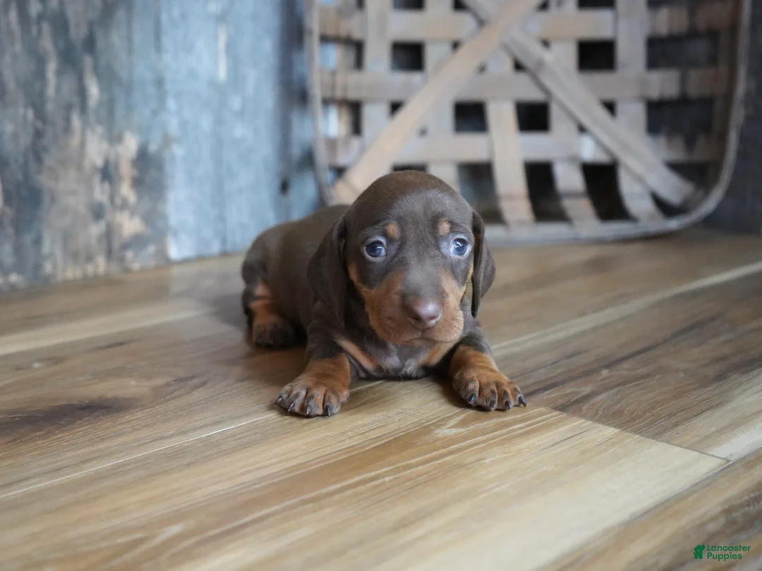 Miniature Dachshund dogs for sale: Griff - Ad 1