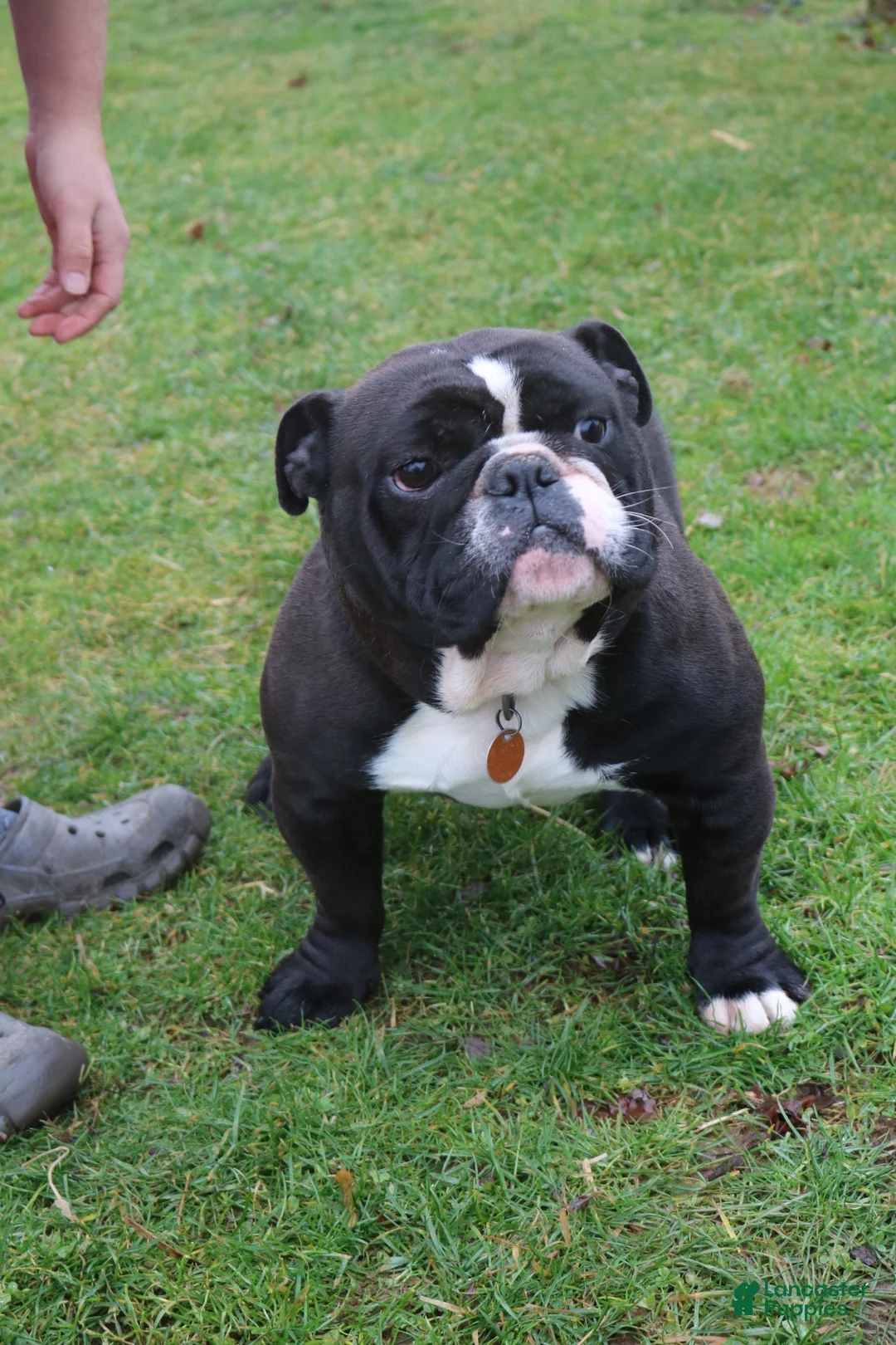 Beabull dogs for sale: Panda - Ad 7