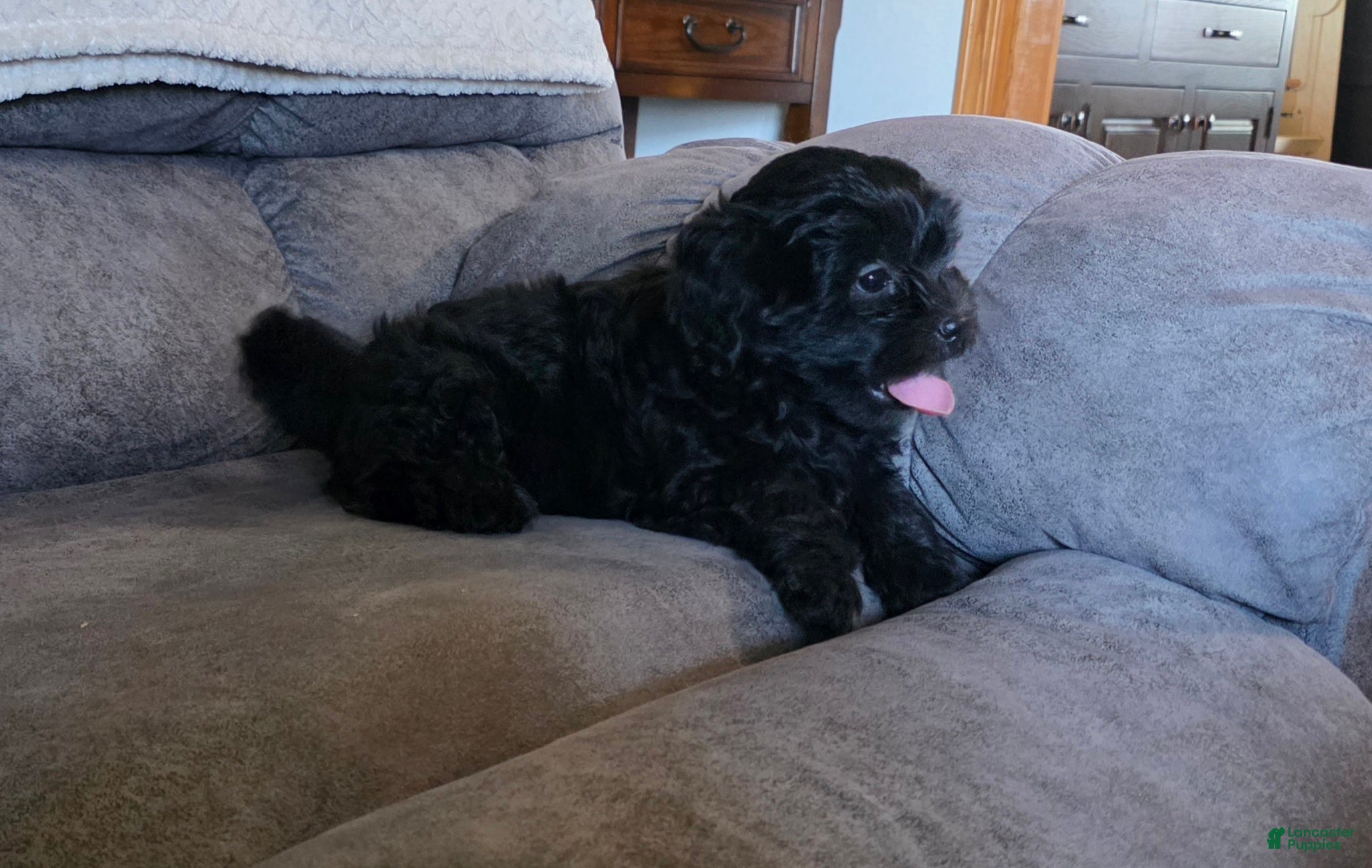 Shihpoo dogs Buddy - Ad 2