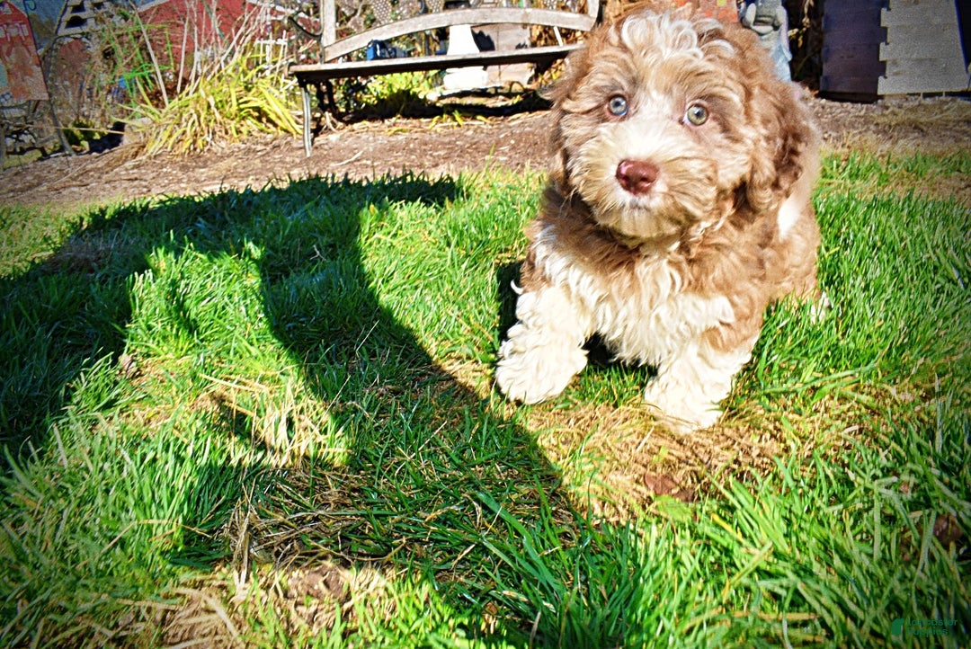 Havapoo dogs for sale: Romeo - Ad 11