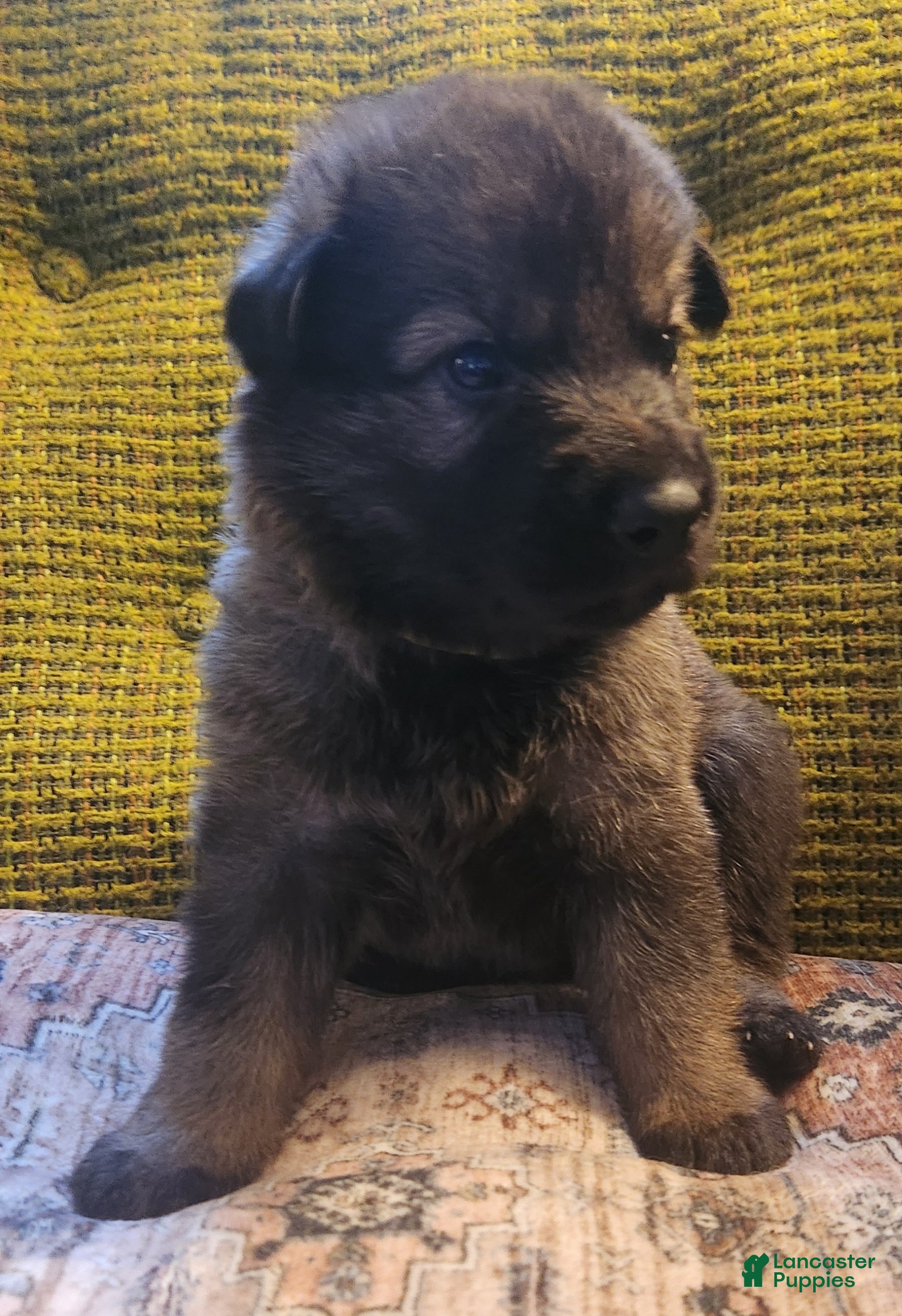 German Shepherd dogs for sale: German Shepherd Puppy 1- Yellow Collar - Ad 3