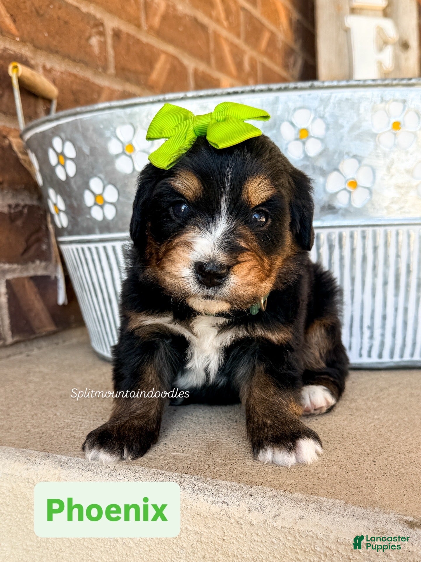 Bernedoodle dogs Phoenix - Ad 6