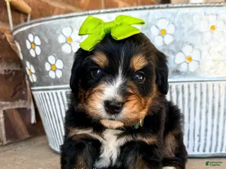 Bernedoodle dogs Phoenix - Ad 6