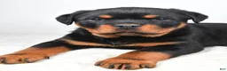 Rottweiler dogs for sale: Prince - Ad 5