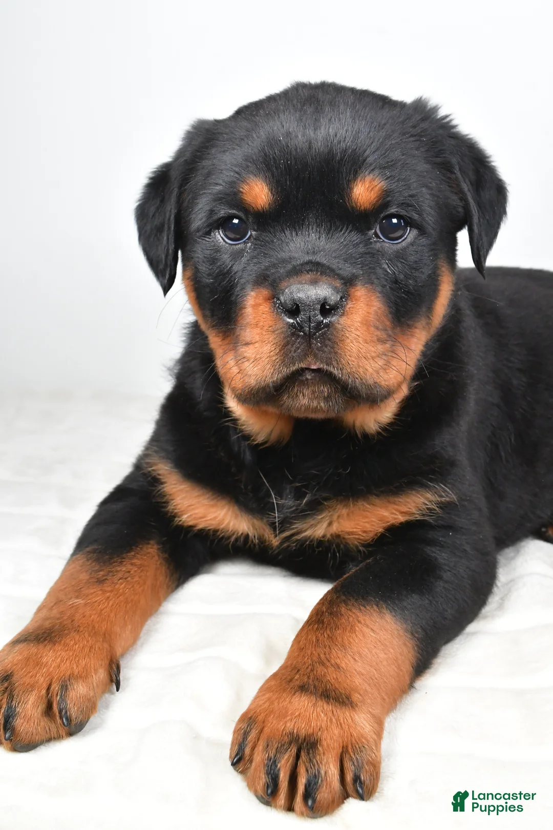 Rottweiler dogs for sale: Prince - Ad 5