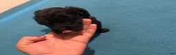 Mixed Breed dogs for sale: 2 Mixed Breed famale dark brown  - Ad 12