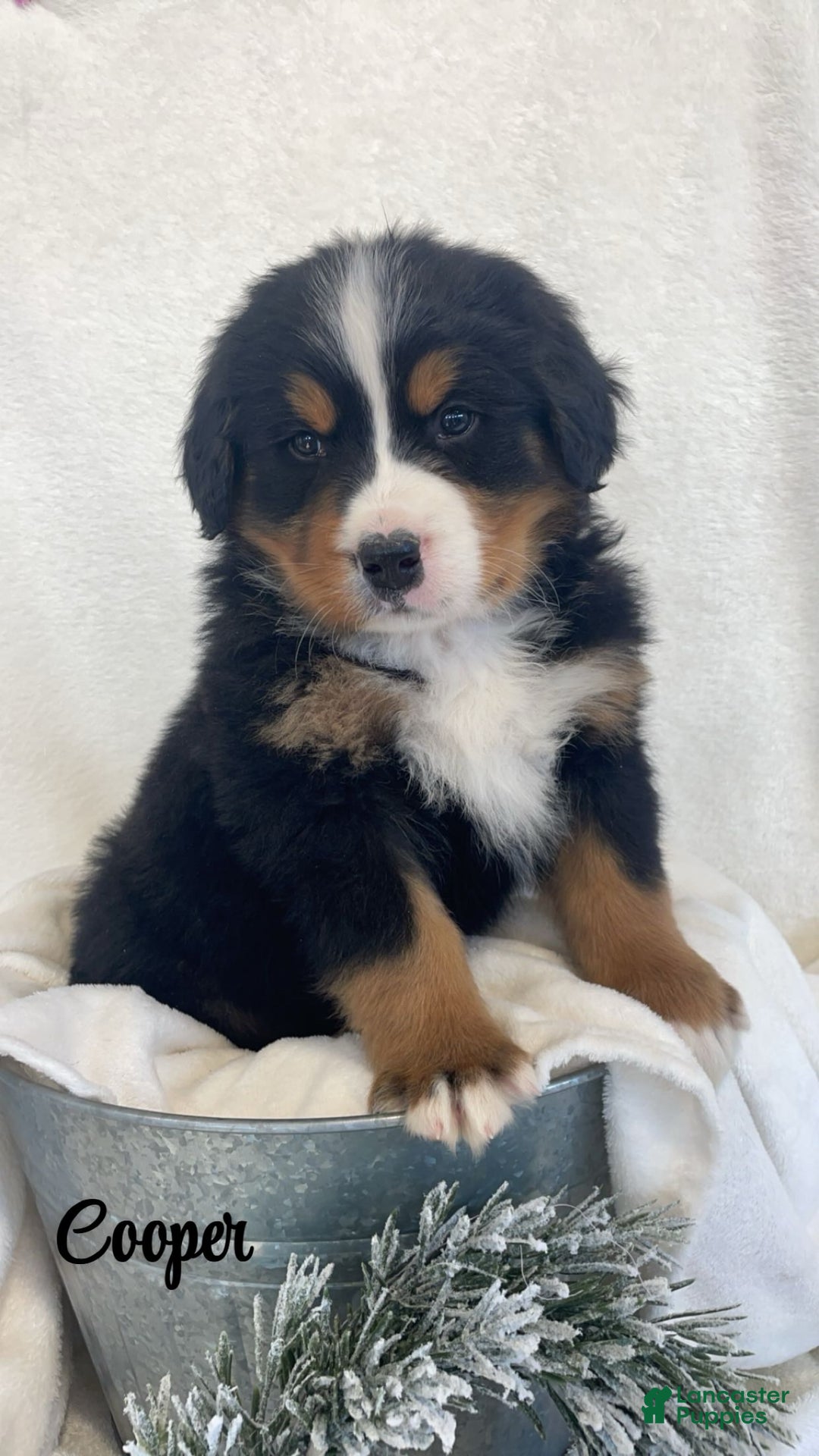 Bernese Mountain Dog dogs for sale: Cooper - Ad 2