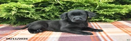 Labrador Retriever dogs for sale: Kelsey - Ad 4