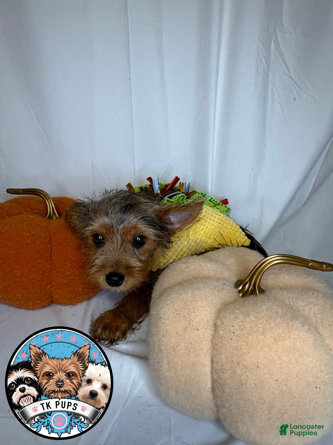Yorkshire Terrier dogs for sale: Yorkshire Terrier Puppy 2 - Ad 3