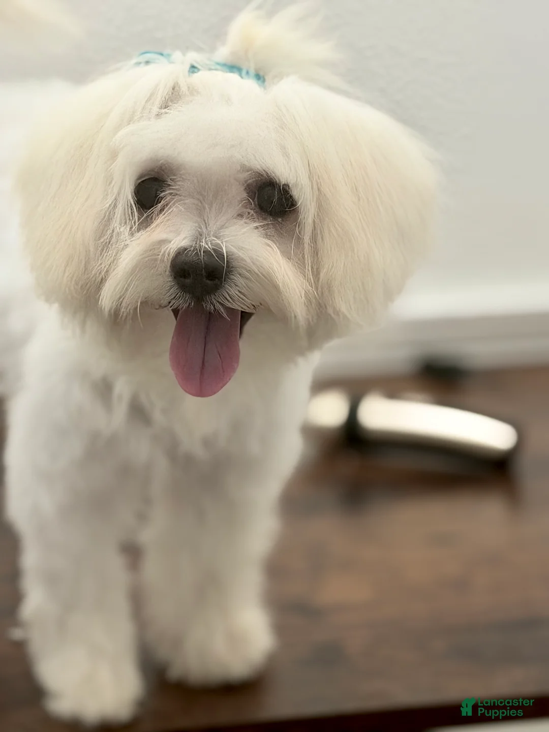 Maltese dogs for sale: Coco - Ad 2