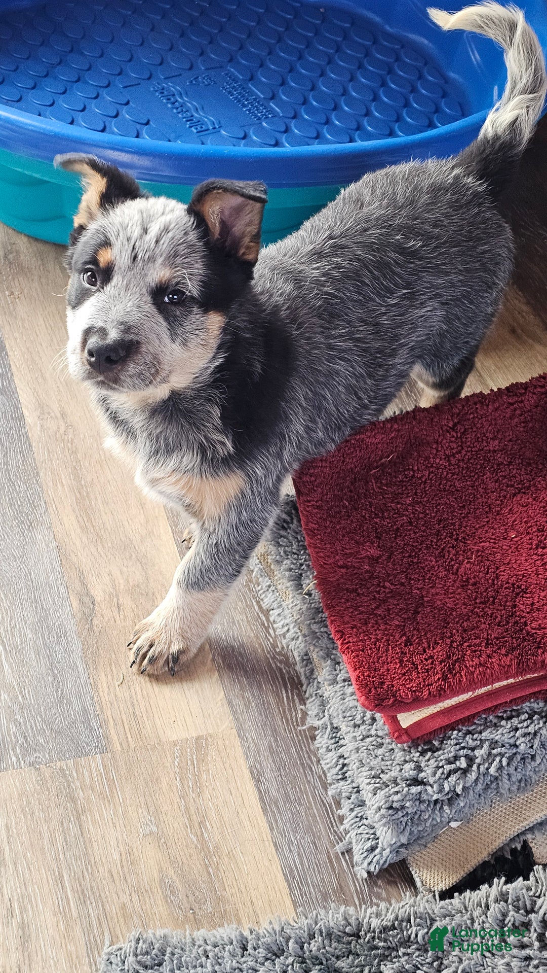 Australian Cattle Dog dogs for sale: Jingles - Ad 4