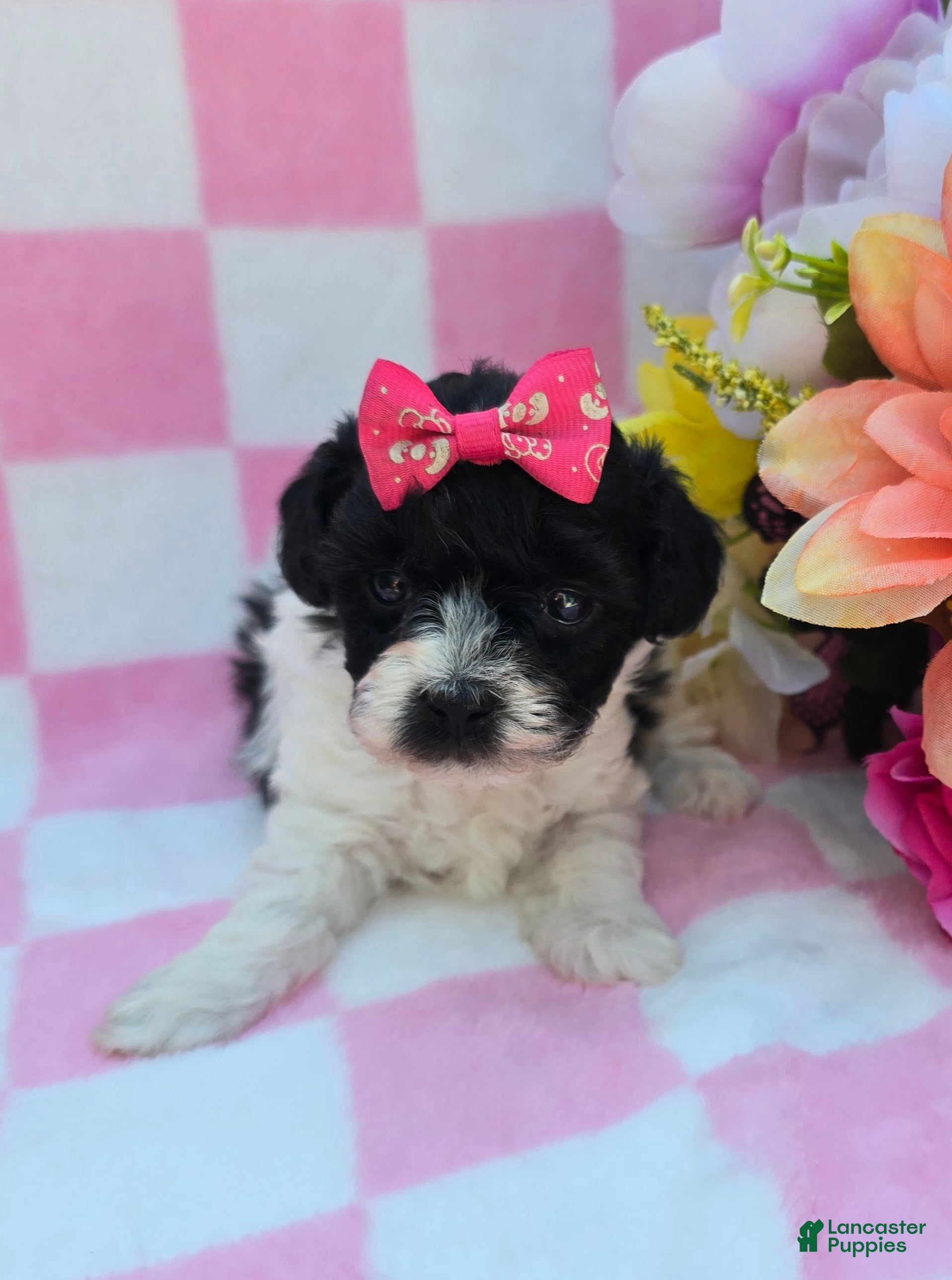 Maltipoo dogs Robin - Ad 15