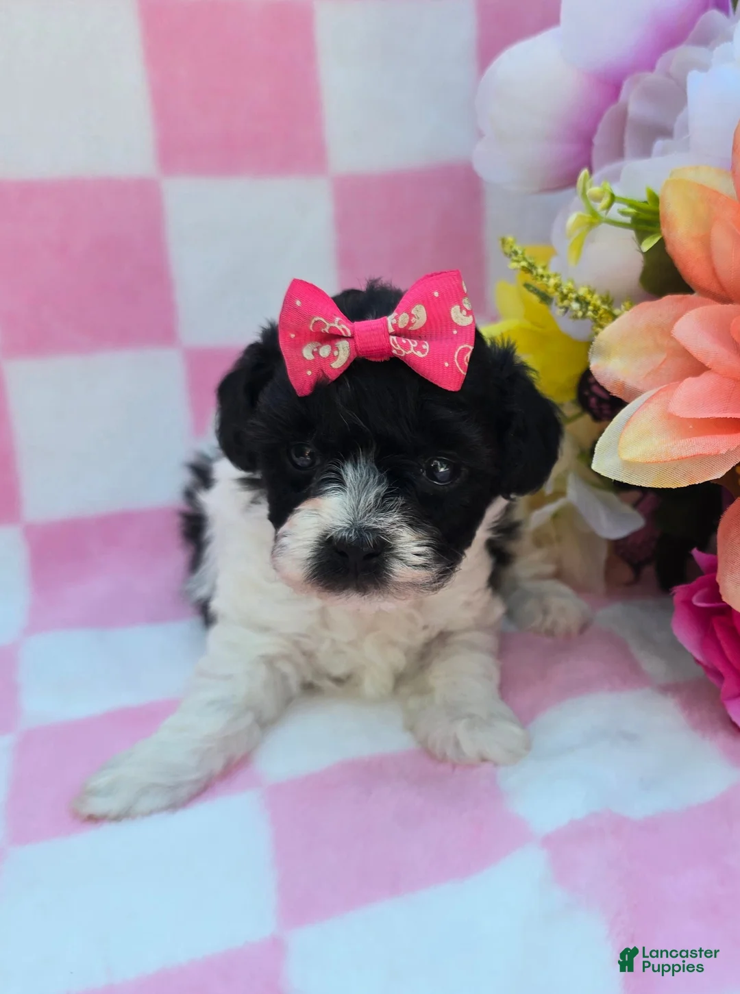 Maltipoo dogs for sale: Robin - Ad 1