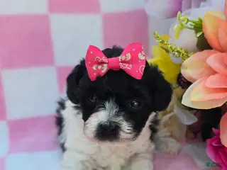 Maltipoo dogs Robin - Ad 21