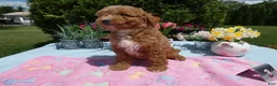 Mini Goldendoodle dogs for sale: Mini Goldendoodle 4 Charman - Ad 3