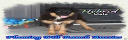 Miniature Australian Shepherd dogs for sale: Hybrid - Ad 4