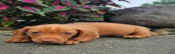 Dachshund dogs for sale: Rex - Ad 8