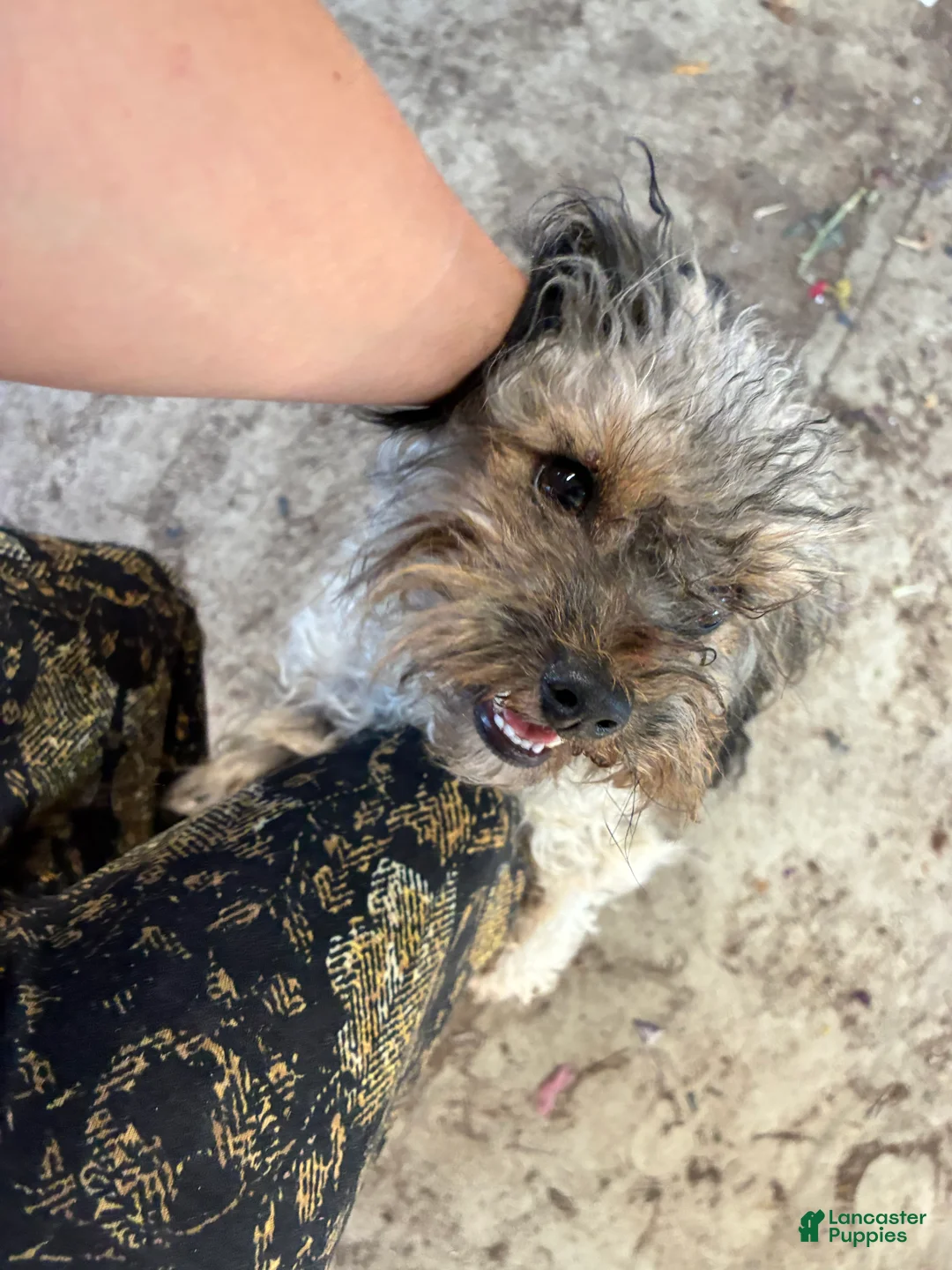 Chipoo dogs for sale: Bouncy - Ad 3