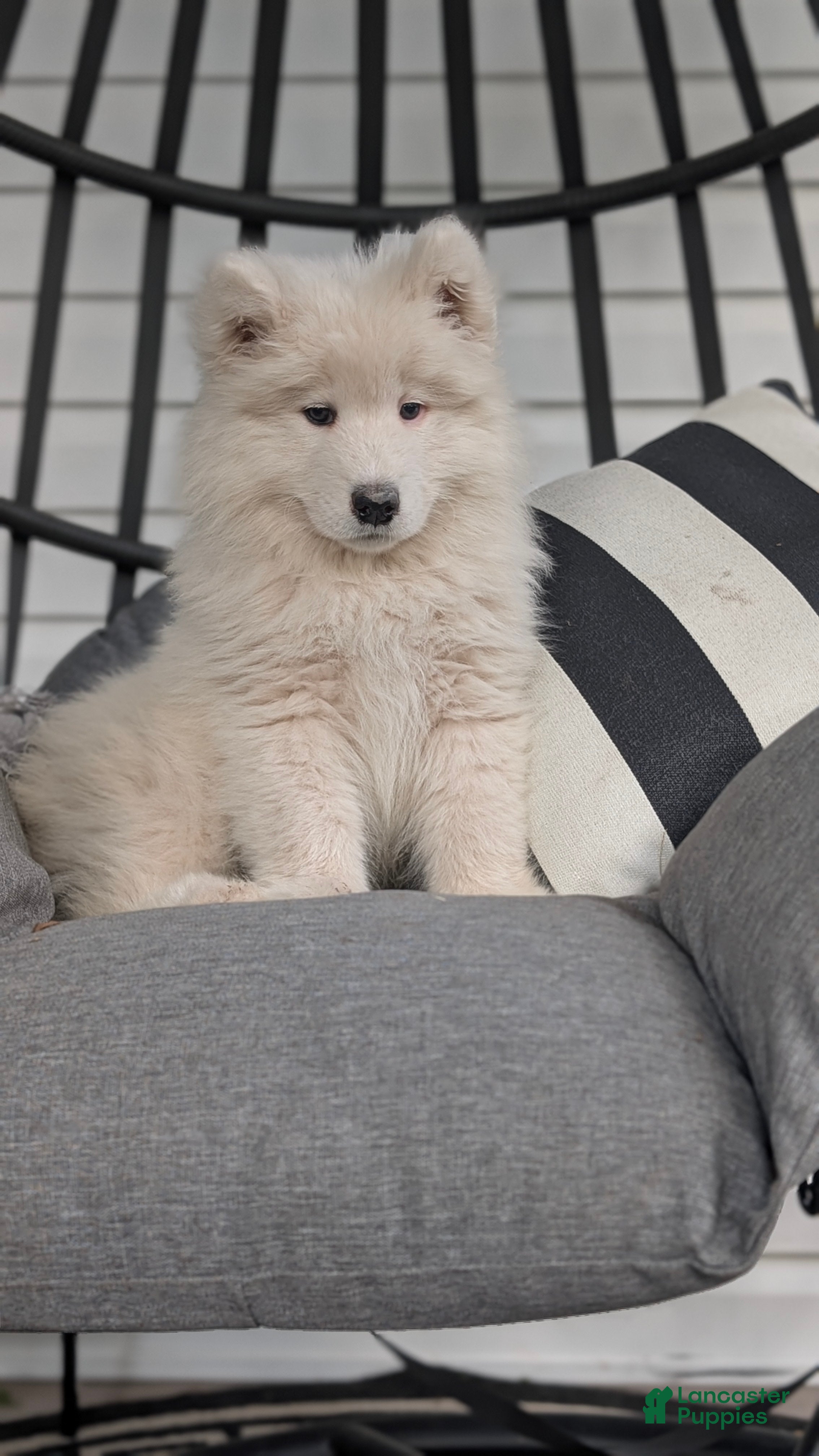 Samoyed dogs Benji - Ad 1