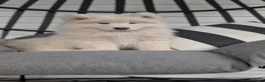 Benji