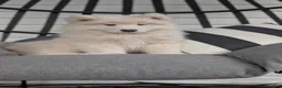 Samoyed dogs for sale: Benji - Ad 1