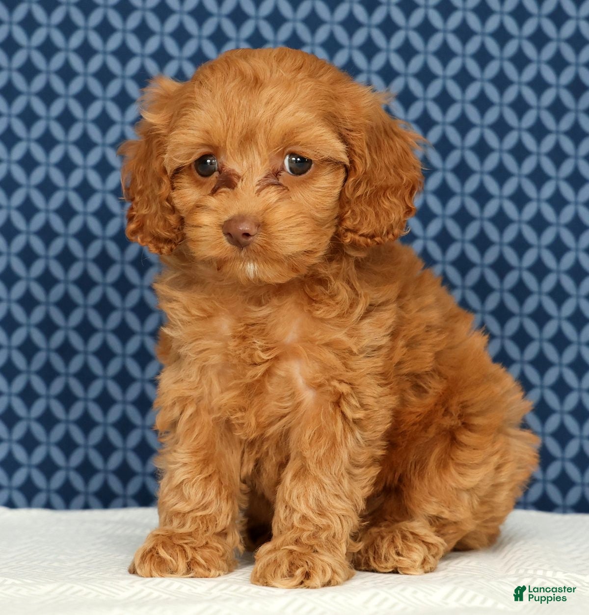 Cockapoo dogs Macy - Ad 1