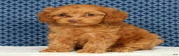 Cockapoo dogs for sale: Macy - Ad 8
