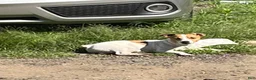 Jack Russell Terrier dogs for sale: Jack Russell Terrier 1 - Ad 8