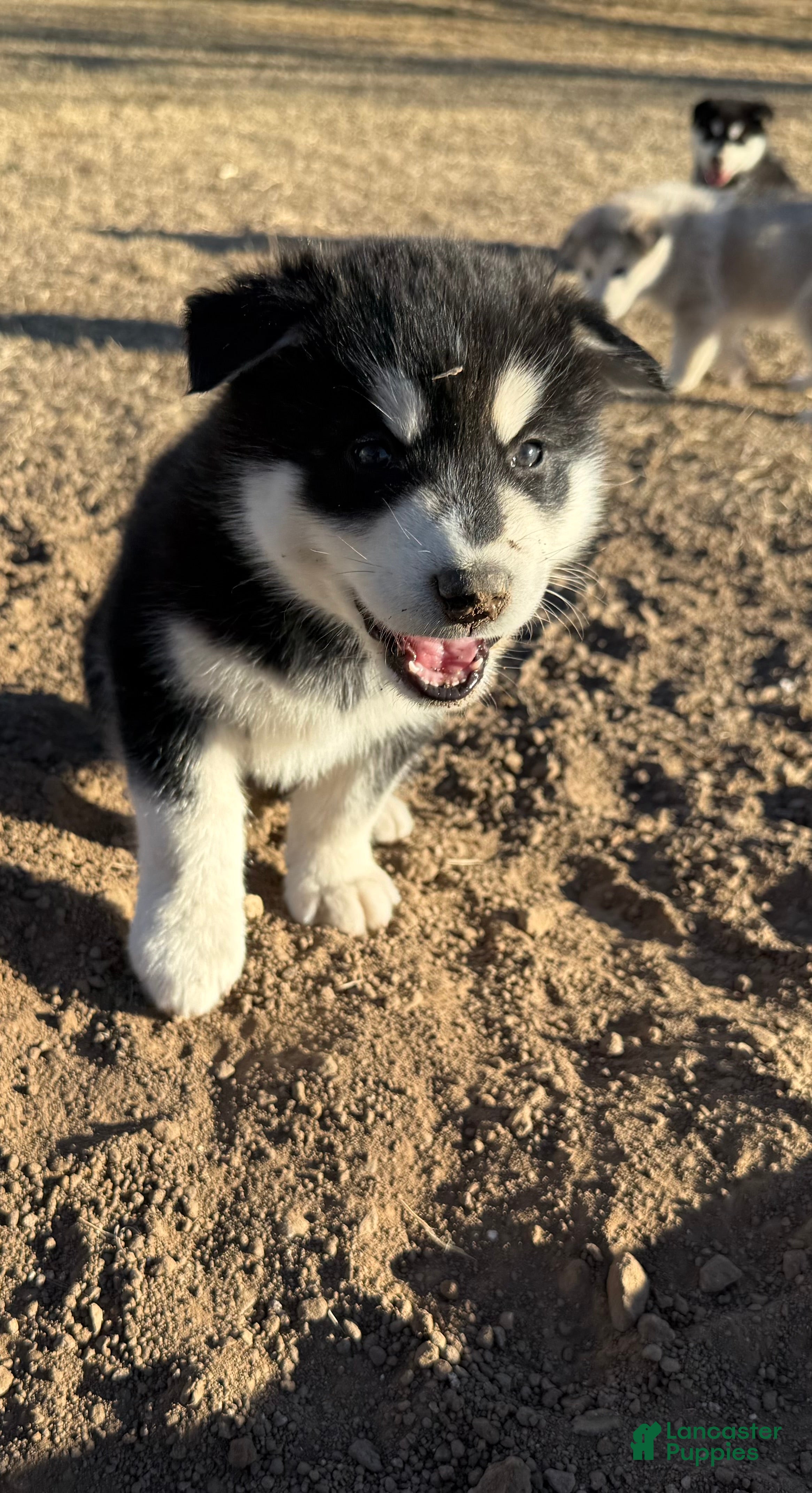 Alaskan Malamute dogs Alaskan Malamute Puppy 7 - Ad 2
