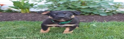 German Shepherd dogs for sale: Simba - Ad 2