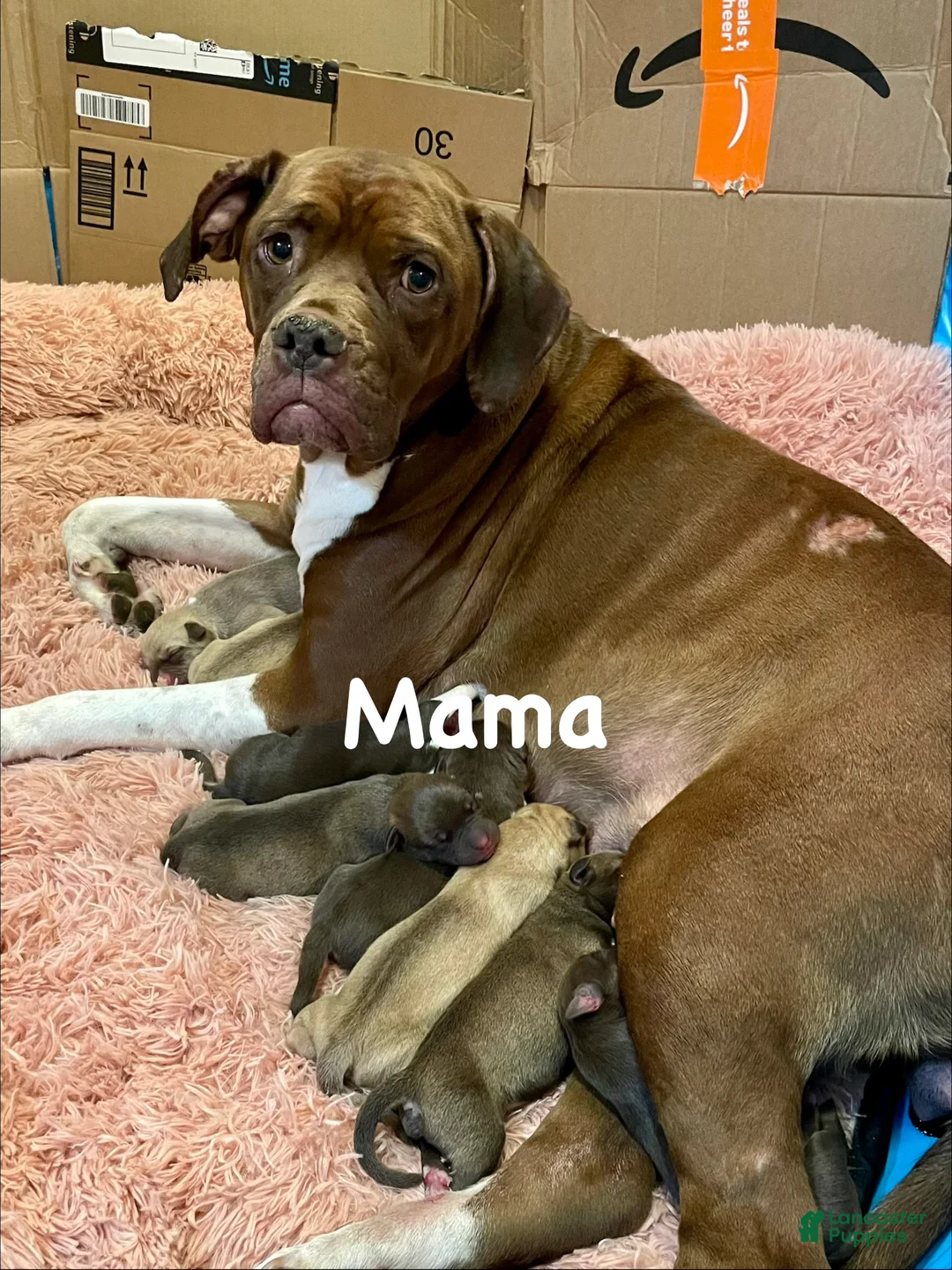 Mixed Breed dogs for sale: Mixed Breed Puppy 2 - Ad 2