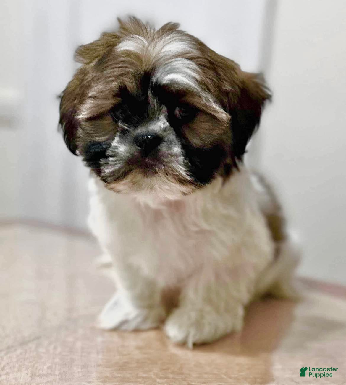 Shih Tzu dogs Jack - Ad 14