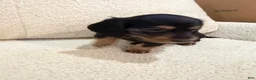 Miniature Dachshund dogs for sale: Miniature Dachshund 1 - Ad 9