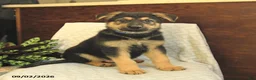German Shepherd dogs for sale: Maverick - Ad 2