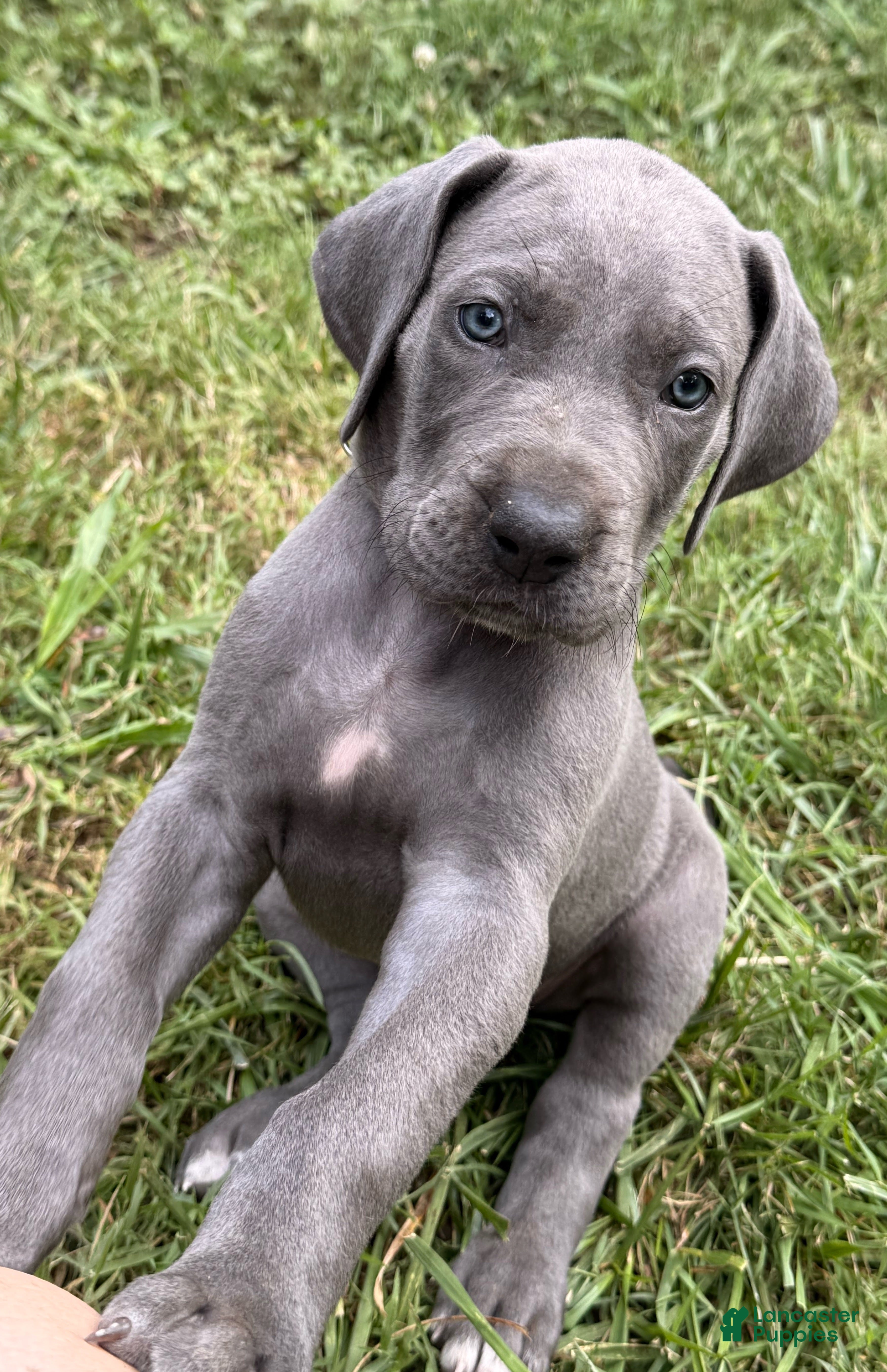 Great Dane dogs Axl Rose - Ad 2