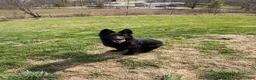 German Shepherd dogs for sale: German Shepherd Puppy 2- Blue Male - Ad 8