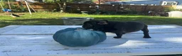 French Bulldog dogs for sale: Bella - Ad 6