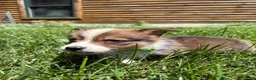 Welsh Corgi Pembroke dogs for sale: Welsh Corgi Pembroke 5 - Ad 4