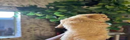 Maltipoo dogs for sale: Green Bean - Ad 4
