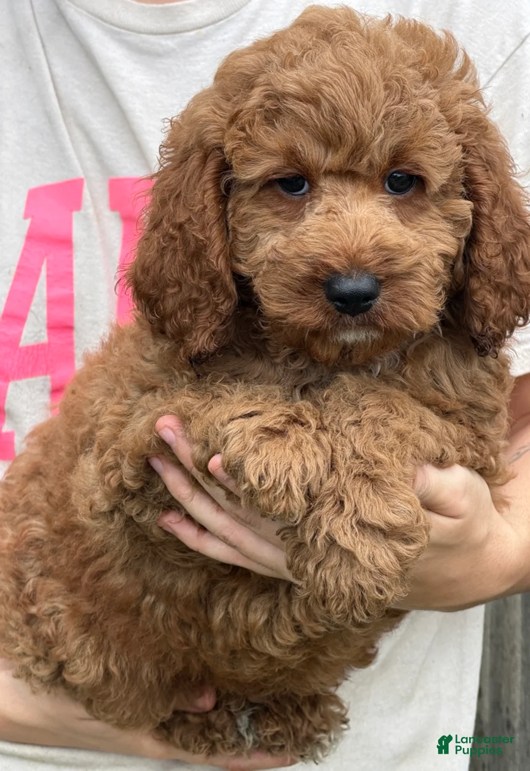 Miniature Labradoodle dogs for sale: Maverick - Ad 2