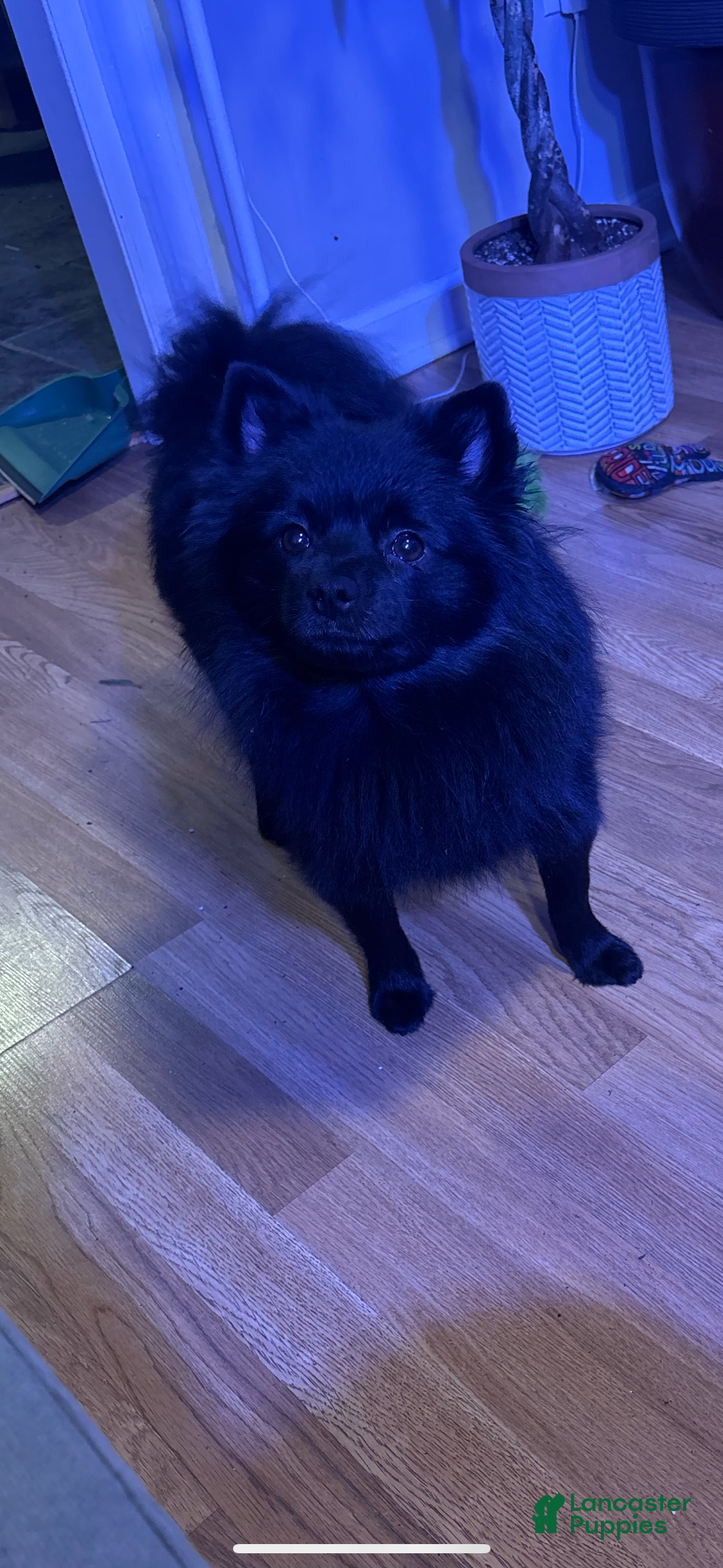 Pomeranian dogs Sharpie - Ad 2