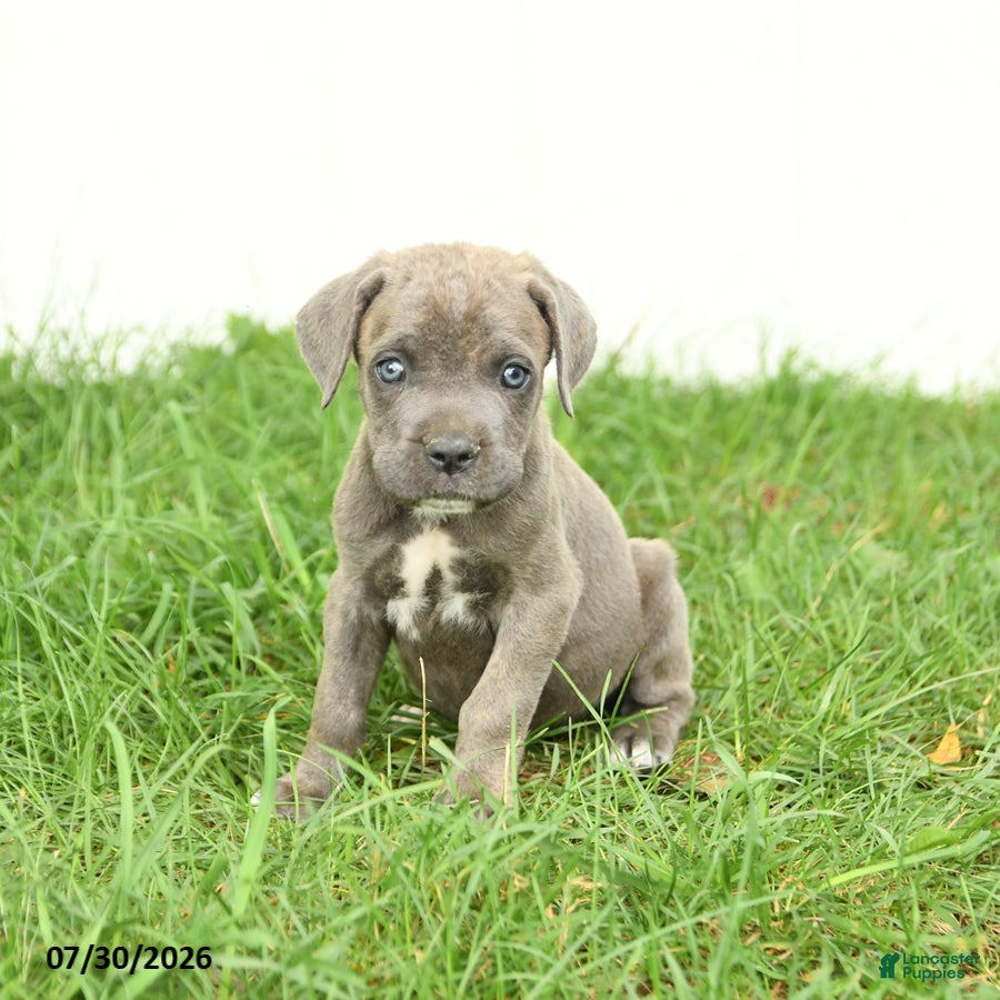 Cane Corso dogs Royal - Ad 1