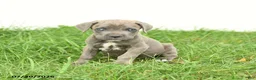 Cane Corso dogs for sale: Royal - Ad 6