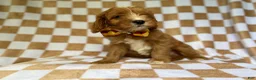 Cavapoo dogs for sale: Marshall - Ad 2