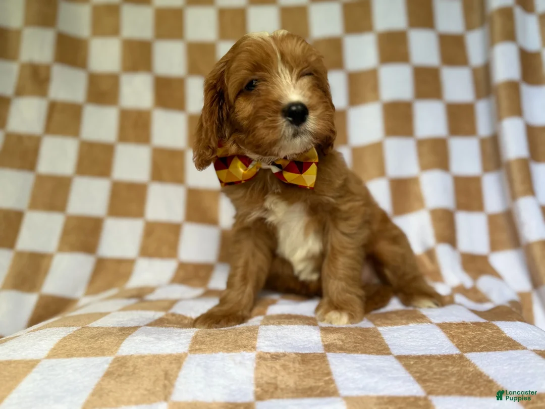 Cavapoo dogs for sale: Marshall - Ad 2