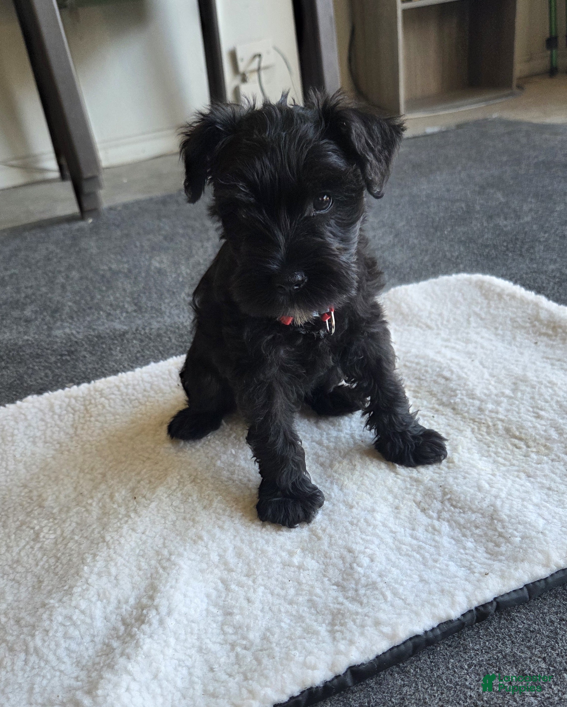 Miniature Schnauzer dogs Miniature Schnauzer 2 - Ad 1