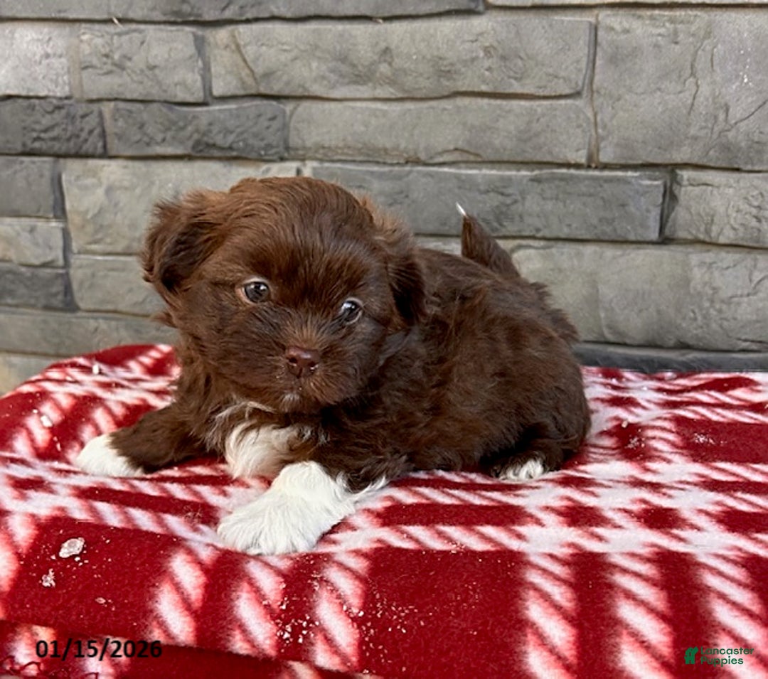 Mixed Breed dogs for sale: Gulliver - Ad 2