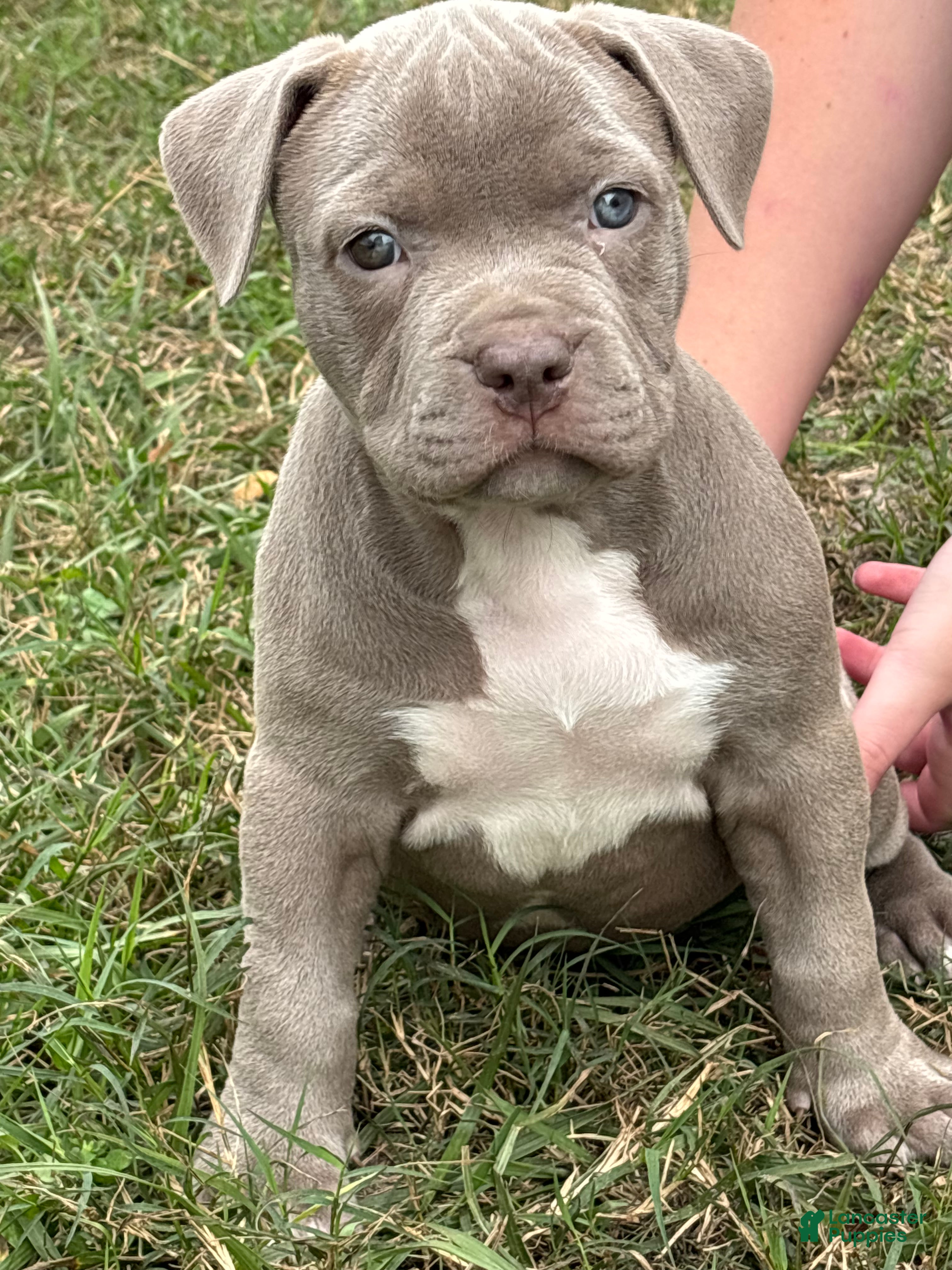 American Bully dogs NAIROBI The XL Bully - Ad 5