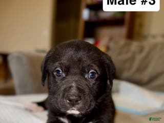 Mixed Breed dogs Mixed Breed Puppy 3 - Ad 10