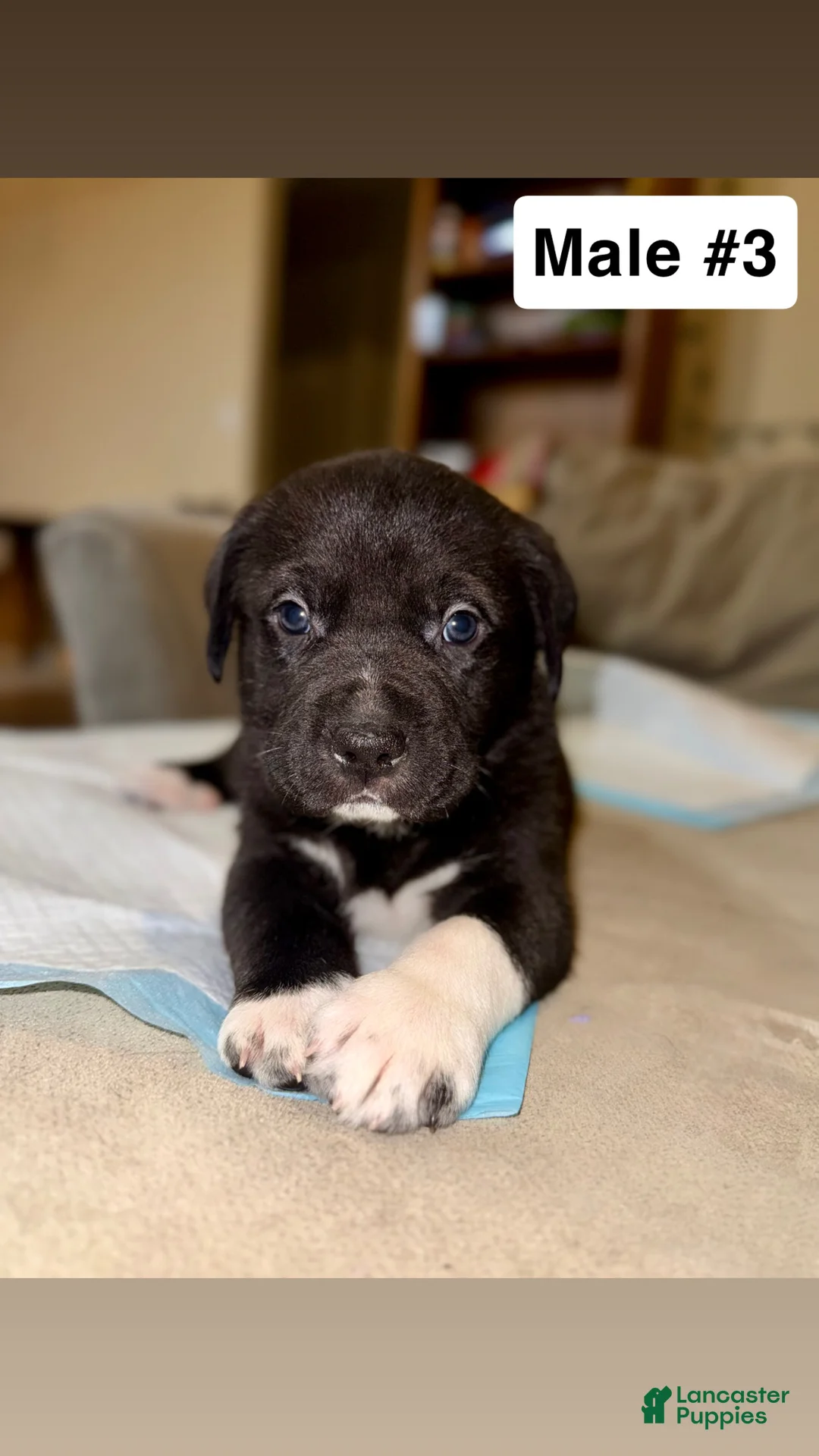 Mixed Breed dogs for sale: Mixed Breed Puppy 3 - Ad 1